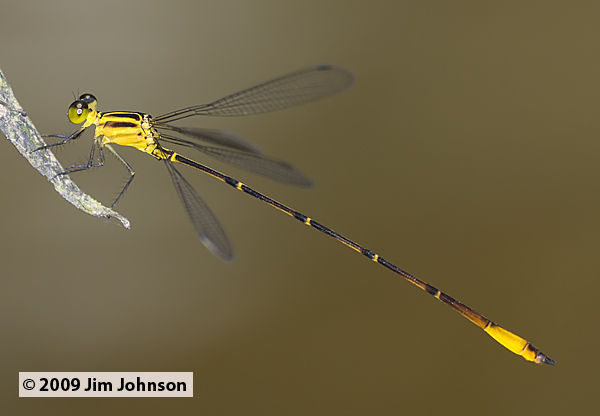 Heteragrion bariai 20091010_1269
