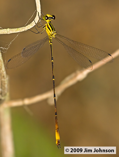 Heteragrion bariai 20091012_1915