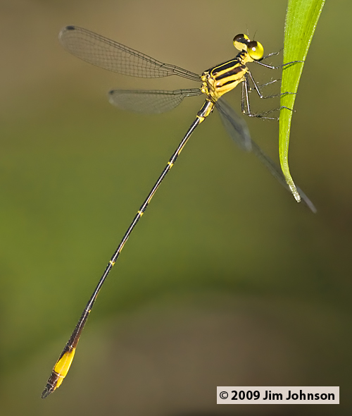 Heteragrion bickorum 20091014_2702