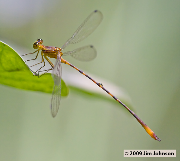 Heteragrion cooki 20080407_1220