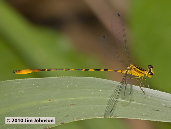 Heteragrion cooki 20100224_0464