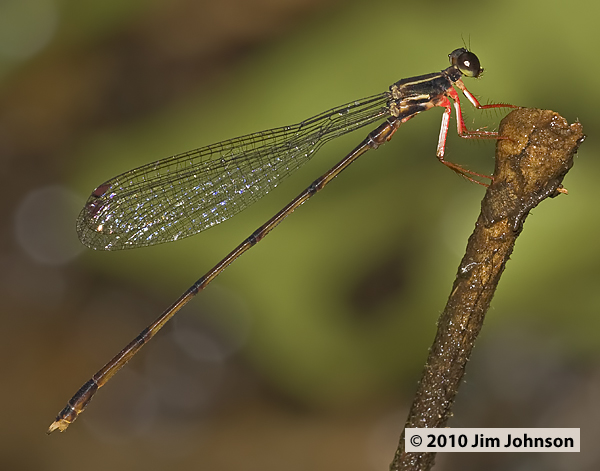 Heteropodagrion sanguinipes 20100226_0361