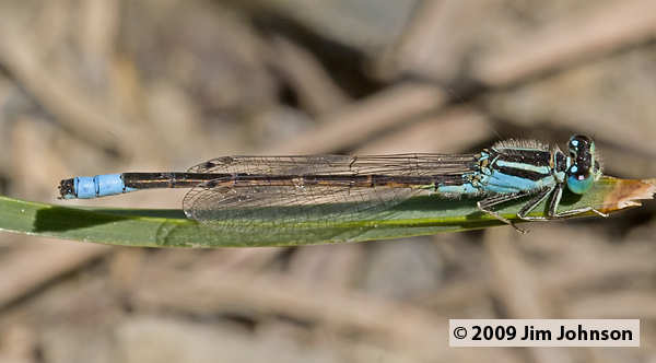 Ischnura barberi 20070519_0148, Desert Forktail Ischnura barberi 20070519_0148, Desert Forktail