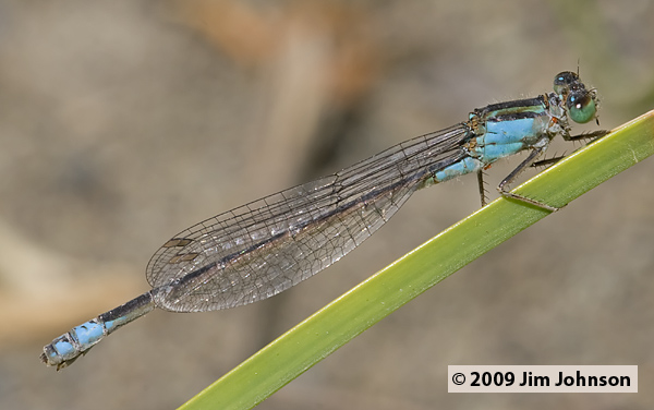 Ischnura barberi 20070519_0181, Desert Forktail Ischnura barberi 20070519_0181, Desert Forktail