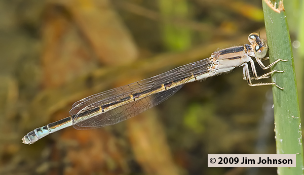 Ischnura barberi 20070519_0191, Desert Forktail Ischnura barberi 20070519_0191, Desert Forktail