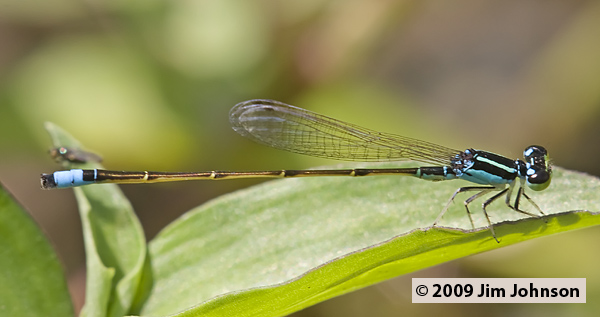Ischnura capreola 20080328_0264