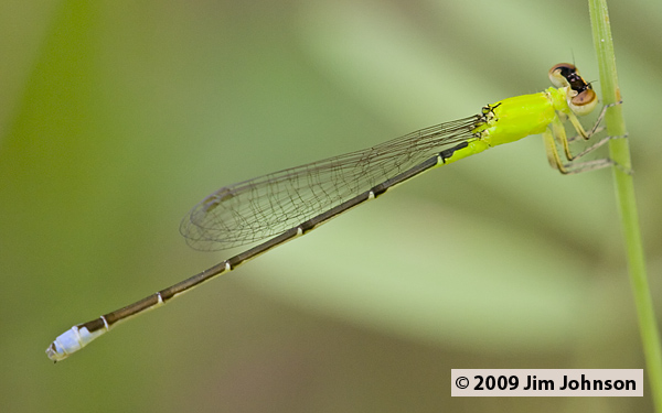 Ischnura capreola 20080410_1740