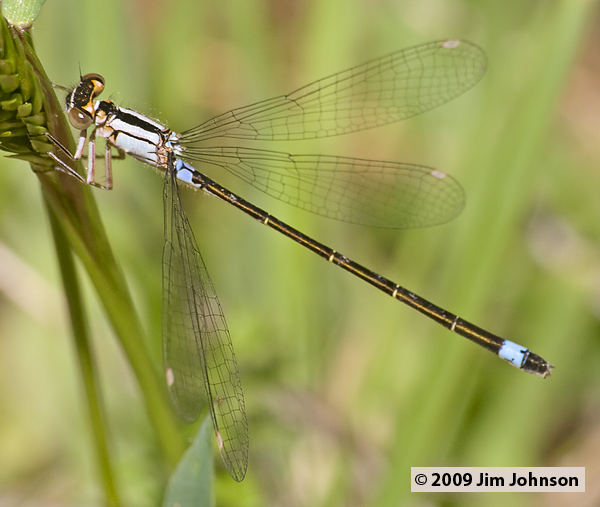 Ischnura cervula 20060428_0141, Pacific Forktail Ischnura cervula 20060428_0141, Pacific Forktail