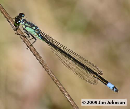 Ischnura cervula 20060428_0150, Pacific Forktail Ischnura cervula 20060428_0150, Pacific Forktail