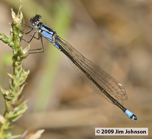 Ischnura cervula 20070406_0024, Pacific Forktail Ischnura cervula 20070406_0024, Pacific Forktail