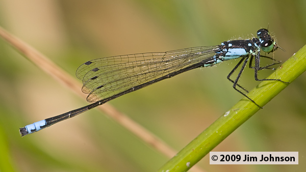 Ischnura cervula 20080805_0013, Pacific Forktail Ischnura cervula 20080805_0013, Pacific Forktail