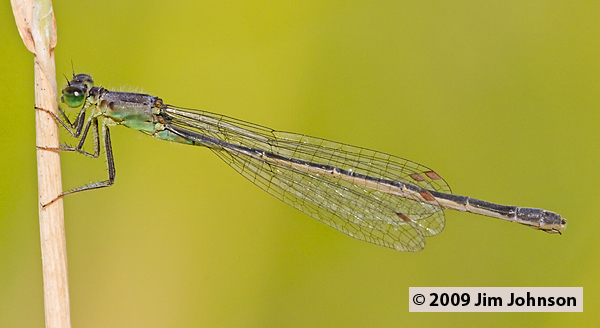 Ischnura cervula 20080824_0056, Pacific Forktail Ischnura cervula 20080824_0056, Pacific Forktail