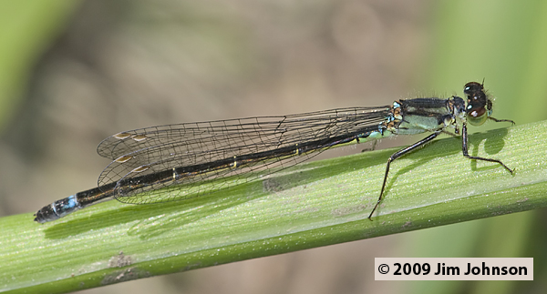 Ischnura cervula 20090516_0108, Pacific Forktail Ischnura cervula 20090516_0108, Pacific Forktail