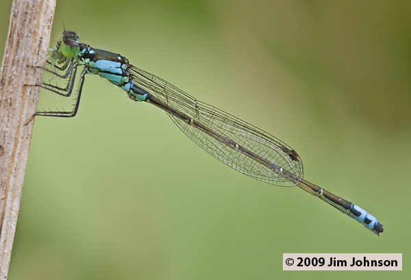 Ischnura damula 20070730_0418, Plains Forktail