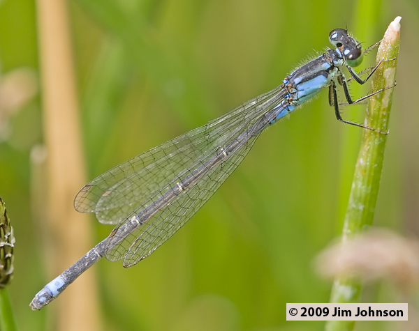 Ischnura damula 20070730_0436, Plains Forktail