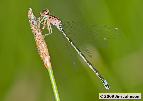 Ischnura damula 20070730_0566, Plains Forktail