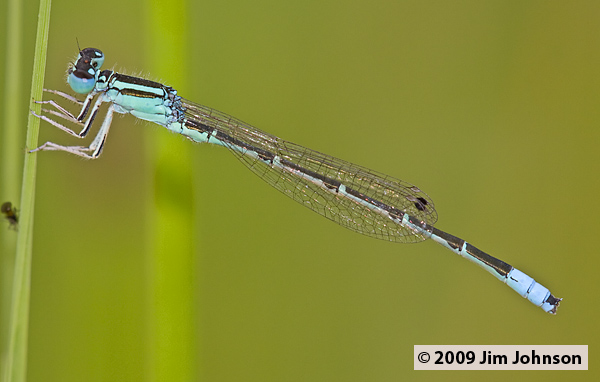 Ischnura demorsa 20070730_0556, Mexican Forktail