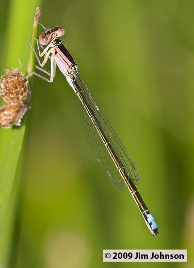 Ischnura denticollis 20070722_0067, Black-fronted Forktail Ischnura denticollis 20070722_0067, Black-fronted Forktail