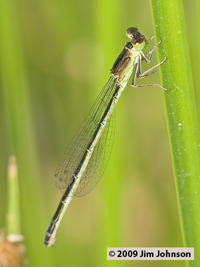 Ischnura denticollis 20070722_0075, Black-fronted Forktail Ischnura denticollis 20070722_0075, Black-fronted Forktail