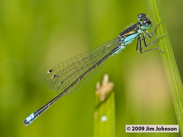 Ischnura denticollis 20070722_0146, Black-fronted Forktail Ischnura denticollis 20070722_0146, Black-fronted Forktail