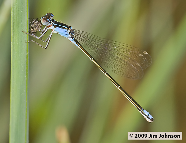 Ischnura denticollis 20070723_0194, Black-fronted Forktail Ischnura denticollis 20070723_0194, Black-fronted Forktail