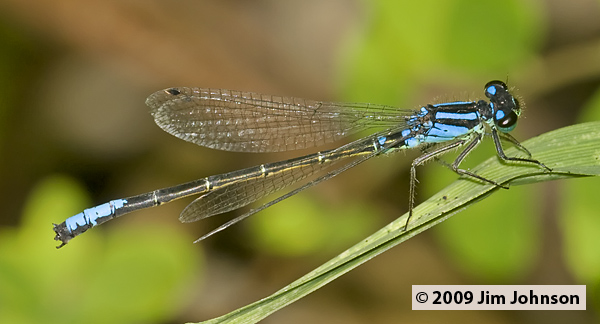 Ischnura erratica 20080720_0141, Swift Forktail
