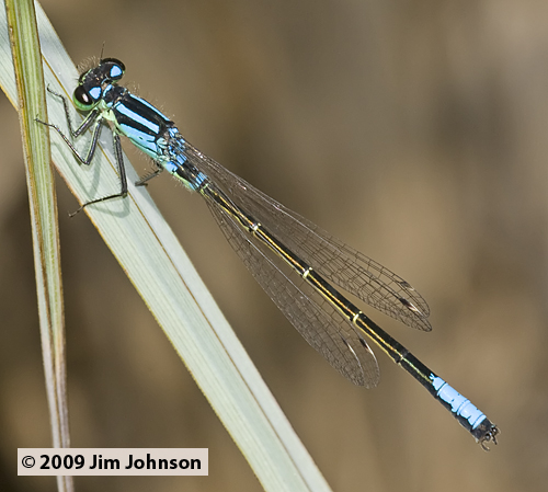 Ischnura erratica 20090711_0024, Swift Forktail