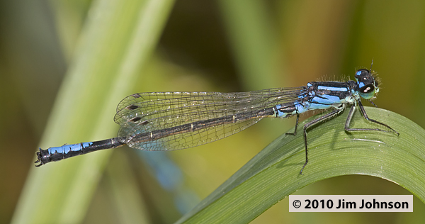 Ischnura erratica 20100716_0115, Swift Forktail