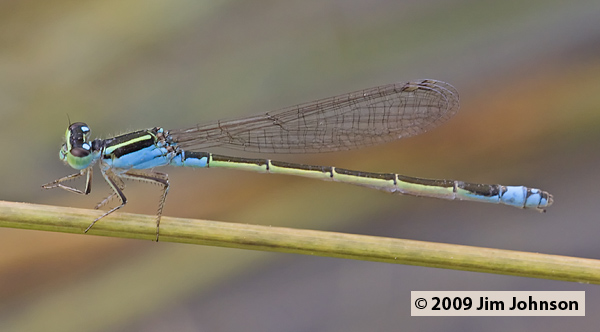 Ischnura fluviatilis 20080410_1634