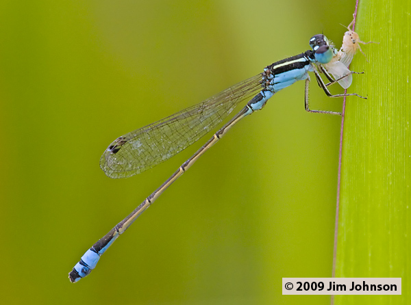 Ischnura fluviatilis 20080410_1753