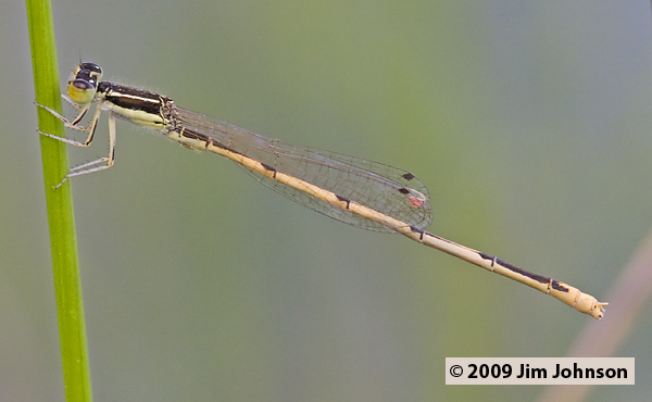 Ischnura hastata 20080509_0217, Citrine Forktail