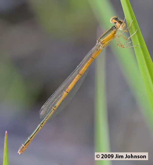 Ischnura hastata 20080512_0603, Citrine Forktail