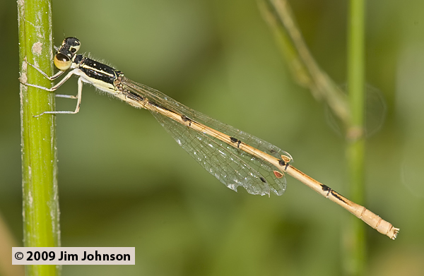 Ischnura hastata 20090530_0102, Citrine Forktail
