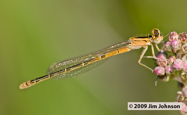 Ischnura perparva 20060708_0097, Western Forktail Ischnura perparva 20060708_0097, Western Forktail