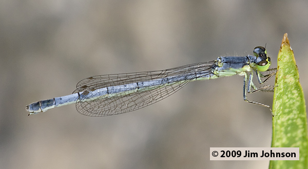 Ischnura perparva 20070805_1017, Western Forktail Ischnura perparva 20070805_1017, Western Forktail