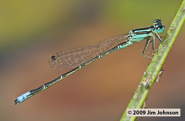 Ischnura perparva 20070831_0136, Western Forktail Ischnura perparva 20070831_0136, Western Forktail