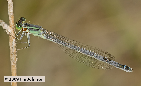 Ischnura perparva 20090704_0254, Western Forktail Ischnura perparva 20090704_0254, Western Forktail