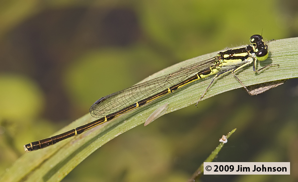 Ischnura posita 20090529_0086, Fragile Forktail