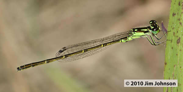Ischnura posita 20100622_0147, Fragile Forktail