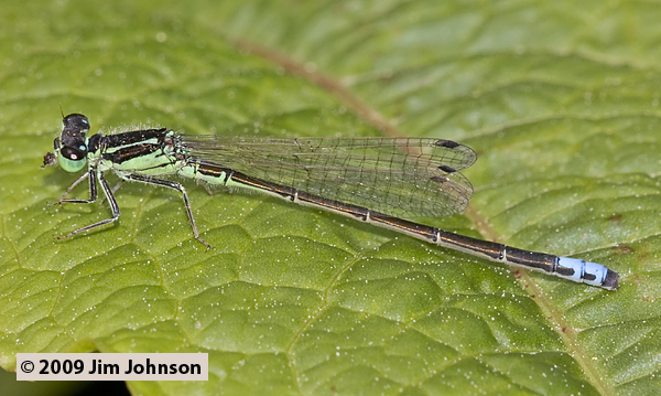 Ischnura verticalis 20090529_0053, Eastern Forktail