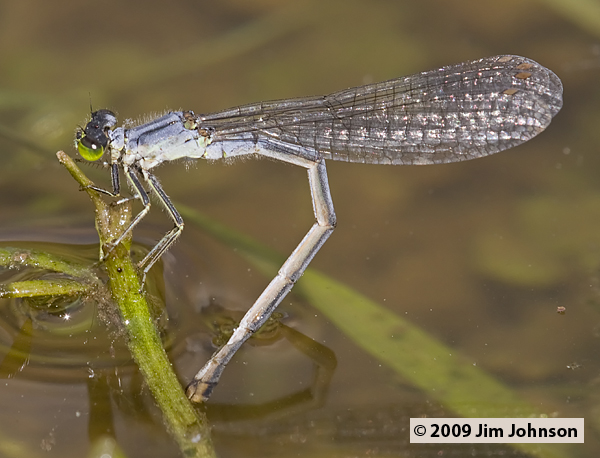 Ischnura verticalis 20090530_0110, Eastern Forktail