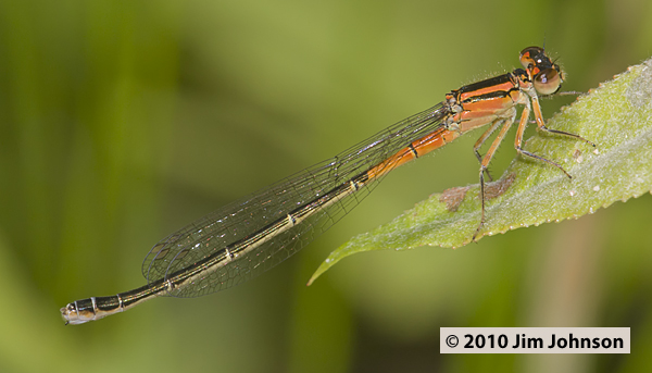 Ischnura verticalis 20100622_0134, Eastern Forktail