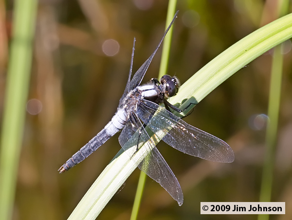 Ladona julia 20080720_0004, Chalk-fronted Corporal
