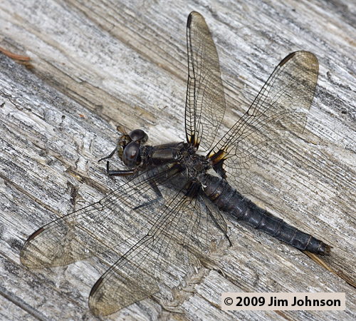 Ladona julia 20090717_0279, Chalk-fronted Corporal