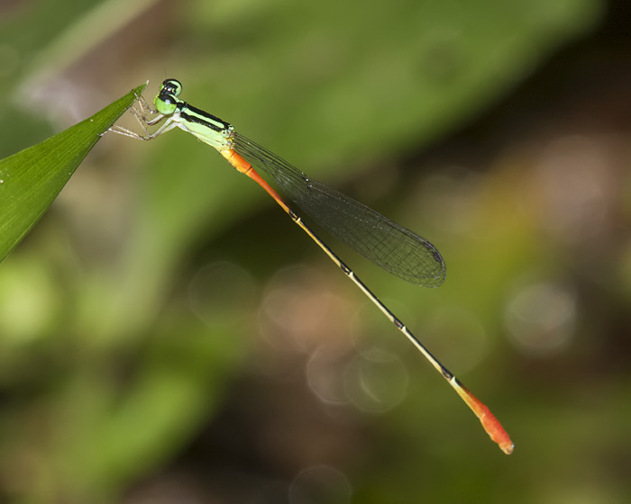 Leptobasis_linda_20100221_0046