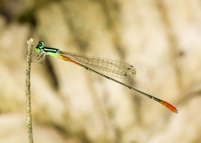 Leptobasis_linda_20100301_0843