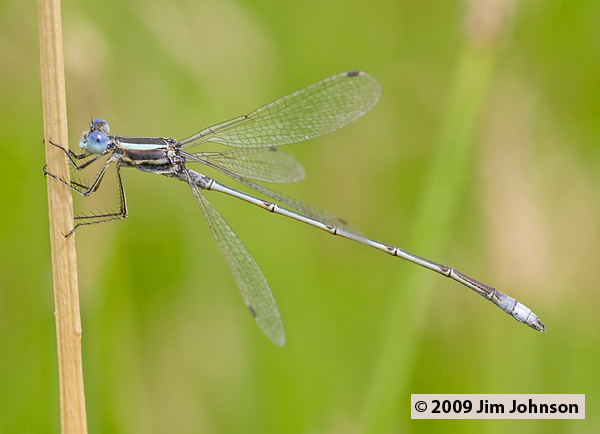 Lestes alacer 20070730_0460, Plateau Spreadwing