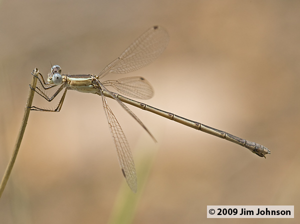 Lestes alacer 20070730_0507, Plateau Spreadwing