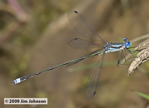 Lestes apollinaris 20091016_3193