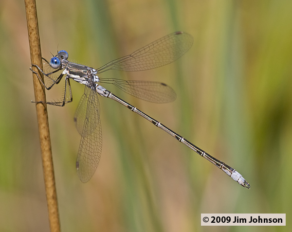 Lestes congener 20070824_0027, Spotted Spreadwing